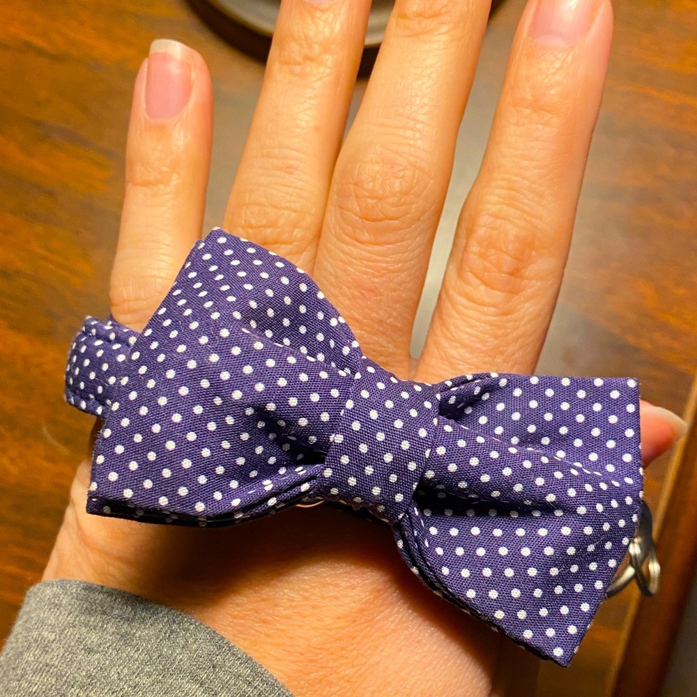 Blue with white polka dot bow tie dog collar for small dog